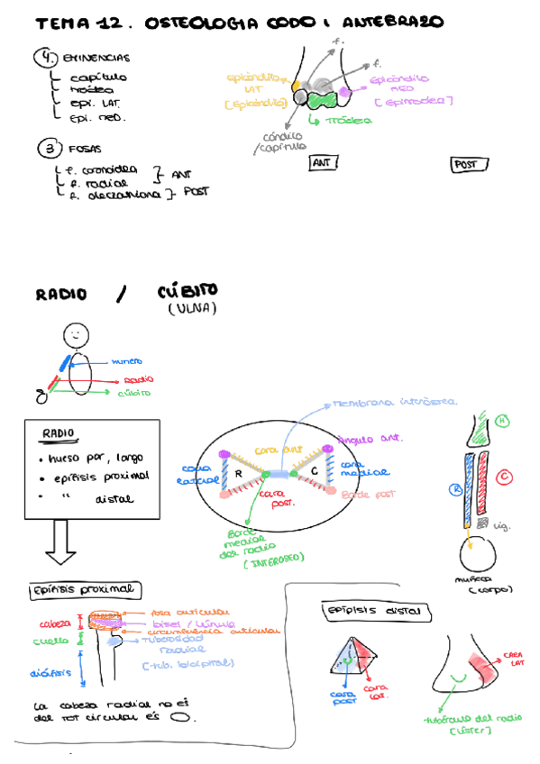 Miniatura del documento Osteologia-codo-y-antebrazo.pdf