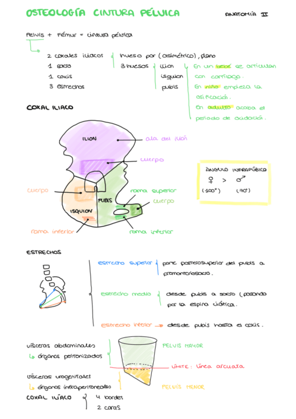 Miniatura del documento OSTEOLOGIA-CINTURA-PELVICA.pdf