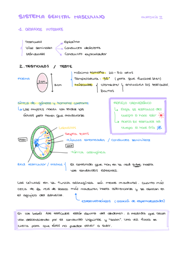 Miniatura del documento SISTEMA-GENITAL-MASCULINO.pdf