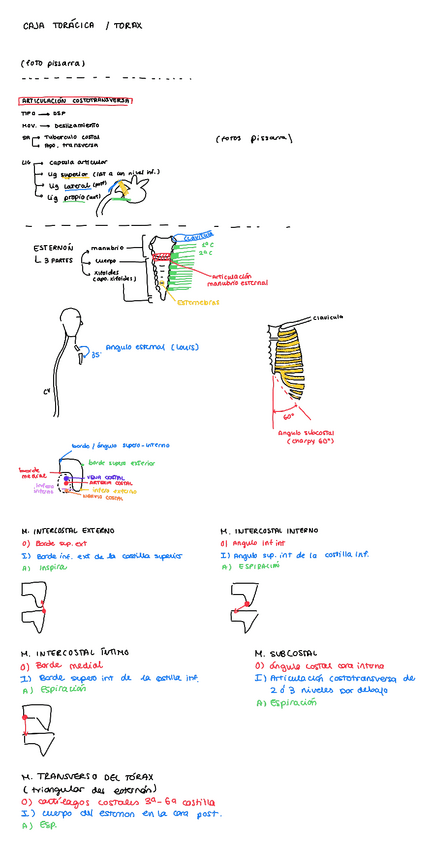 Miniatura del documento Caixa-toracica.pdf
