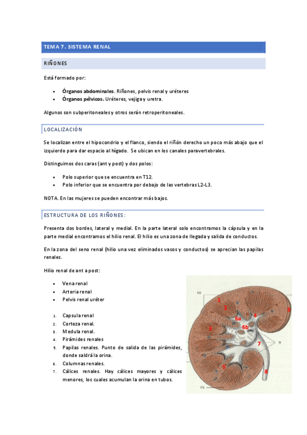 Miniatura del documento TEMA-7.-Aparato-renal.pdf