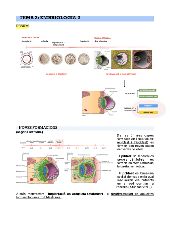 Miniatura del documento T-3-embriologia-2-PDF.pdf