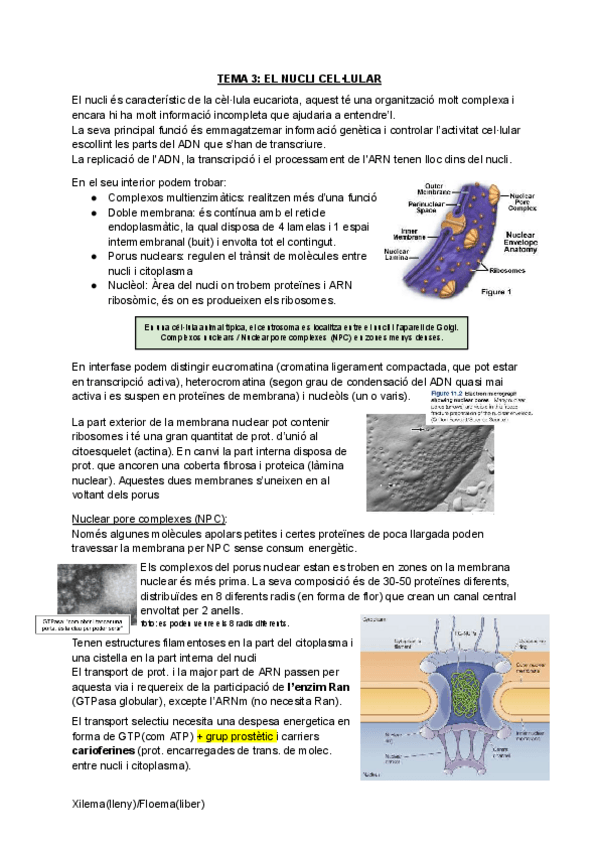 Miniatura del documento CITO-HISTO-vegetalcompressed.pdf