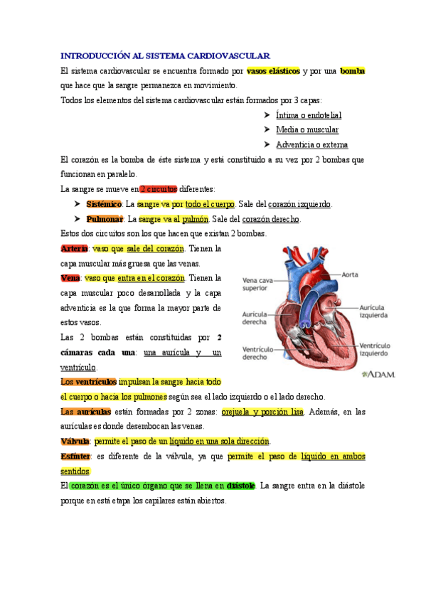 Miniatura del documento Apuntes-1-Sistema-Cardiovascular.pdf