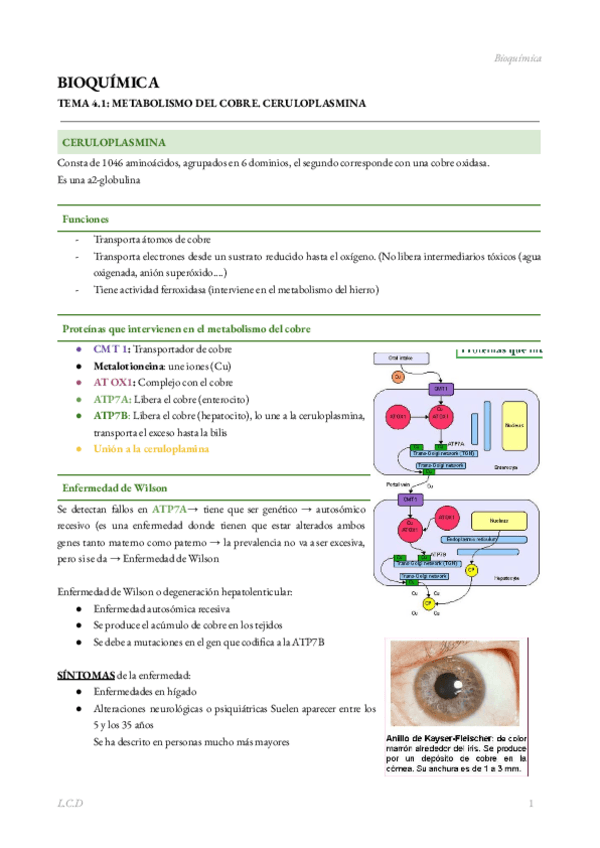 Miniatura del documento BIOQUIMICA-TEMA-4.1.-Metabolismo-del-Cobre.pdf