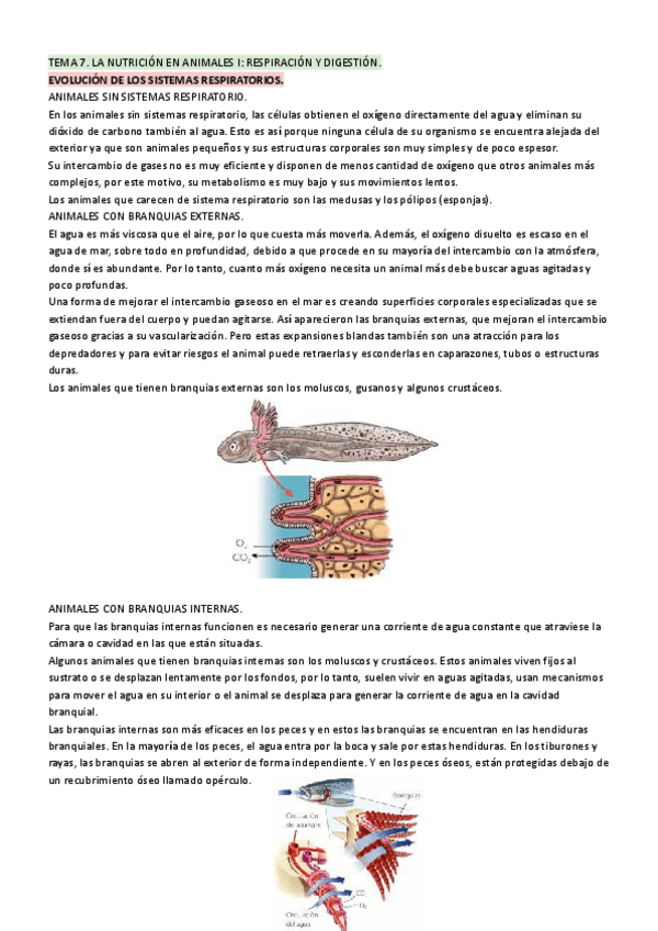 Miniatura del documento La nutrición en animales (respiración y digestión).pdf