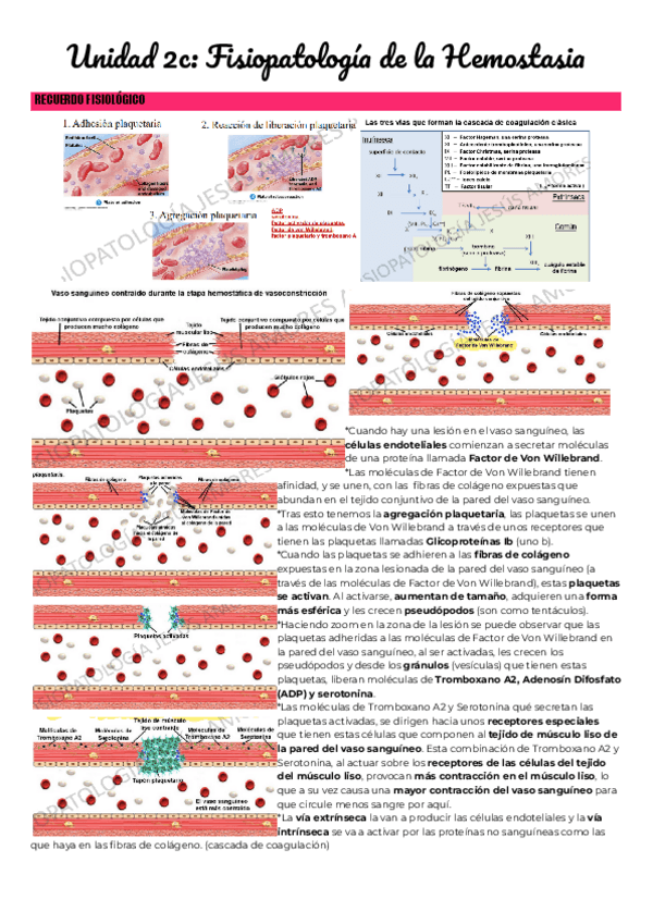 Miniatura del documento Unidad-2c-Fisiopatologia-de-la-Hemostasia.pdf