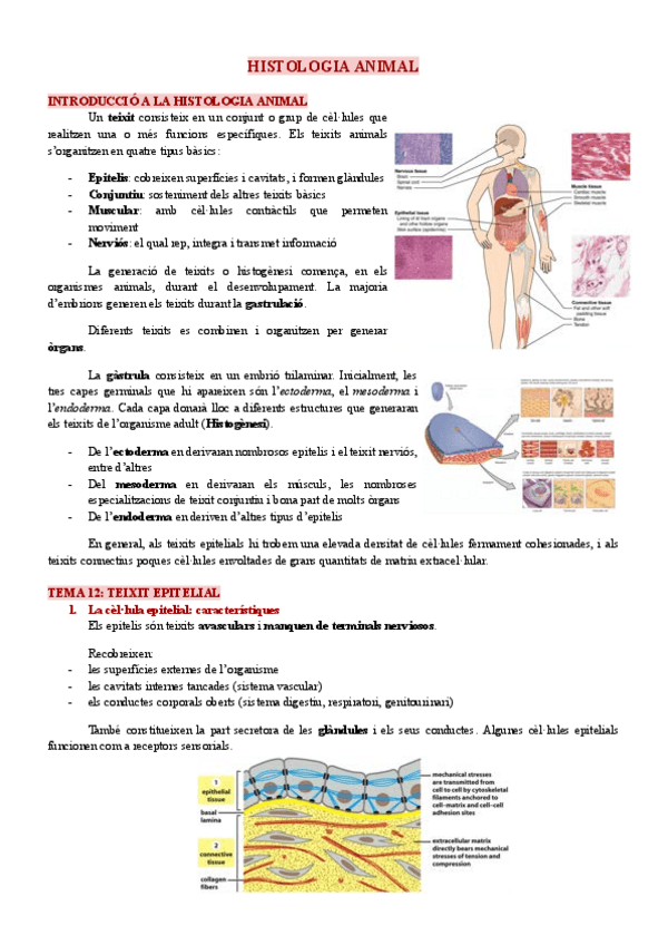 Miniatura del documento Apunts-histologia-animal.pdf