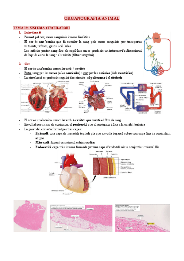 Miniatura del documento Apunts-organografia.pdf