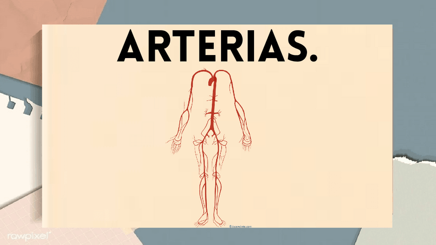 Miniatura del documento Arterias..pdf