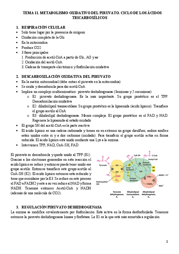 Miniatura del documento Tema-11.-Metabolismo-del-piruvato.pdf