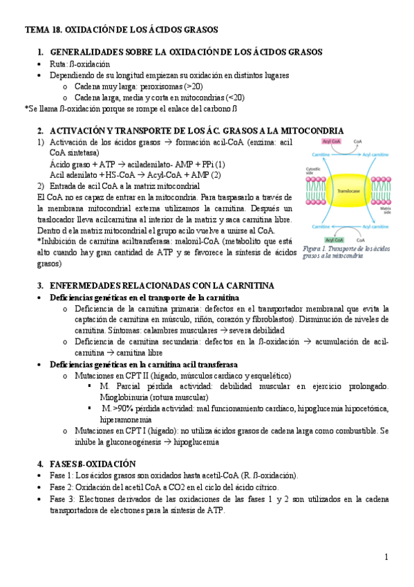 Miniatura del documento Tema-18.-Oxidacion-de-los-acidos-grasos.pdf