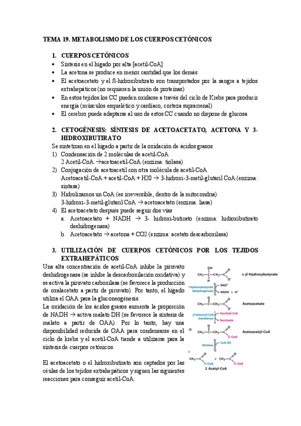 Miniatura del documento Tema-19.-Metabolismo-de-los-cuerpos-cetonicos.pdf