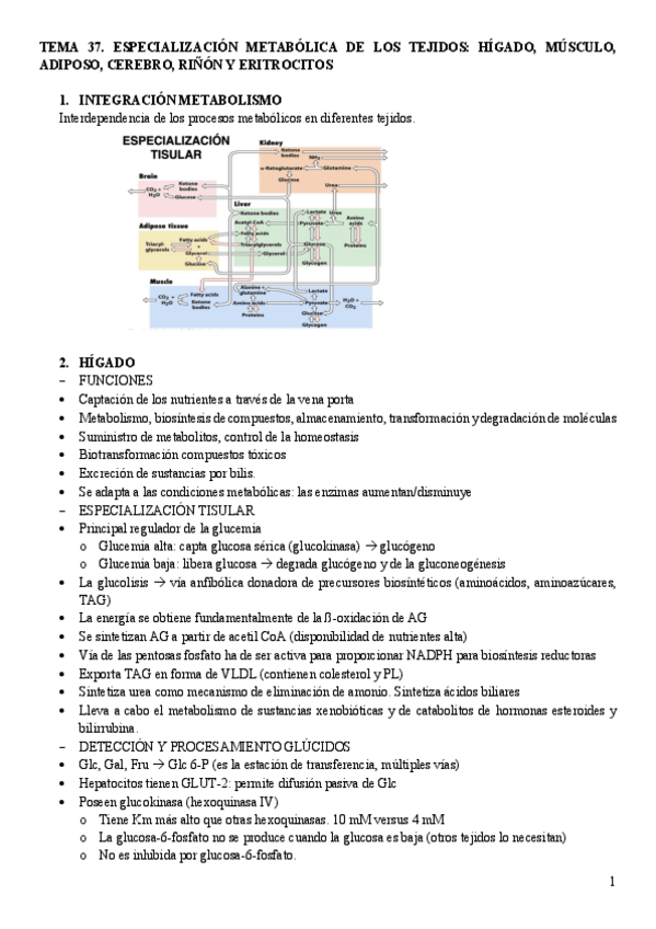 Miniatura del documento Tema-37.-Especializacion-metabolica-de-los-tejidos.pdf