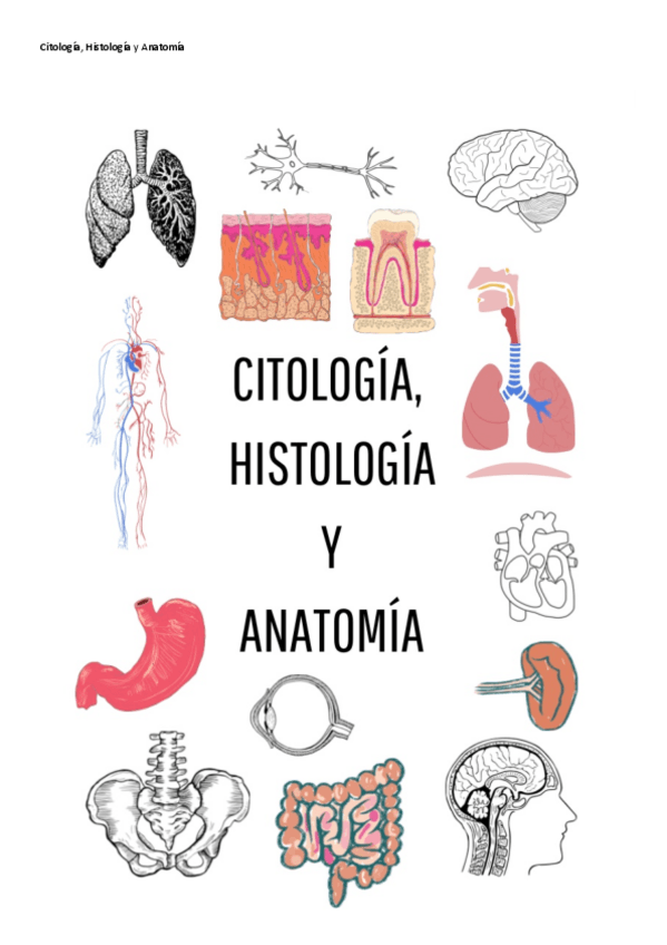 Miniatura del documento Apuntes-Anatomia-formato-comprimido.pdf