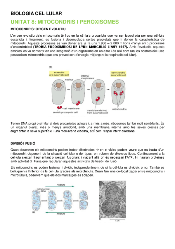 Miniatura del documento BIOLOGIA CE·LULAR AMB EL TETE CISCU (2a part).pdf