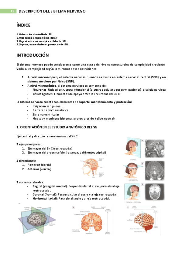 Miniatura del documento TEMA-2.-DESCRIPCION-DEL-SISTEMA-NERVIOSO.pdf-1.pdf