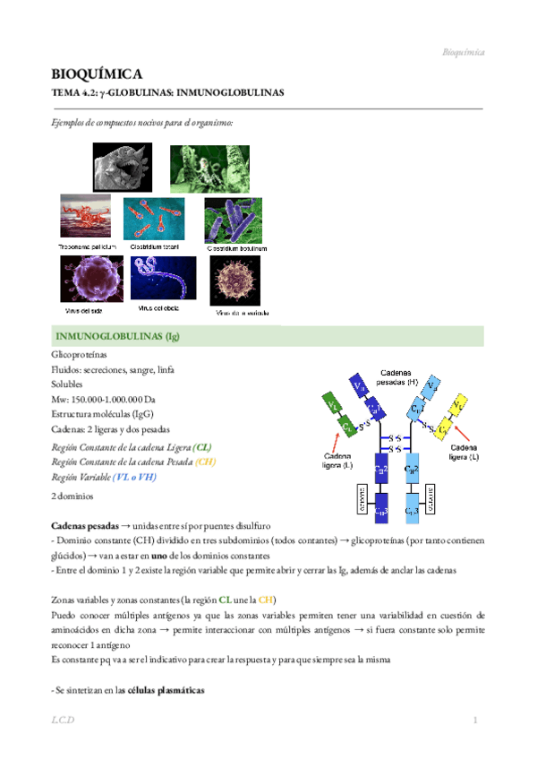 Miniatura del documento BIOQUIMICA-TEMA-4.2.-Inmunoglobulinas.pdf