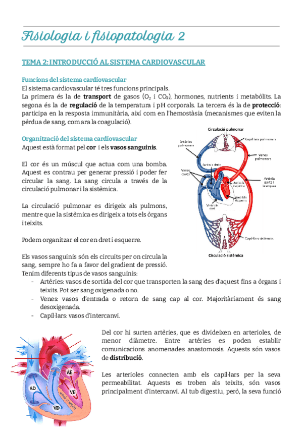Miniatura del documento Tema-2.-Introducció-al-sistema-cardiovascular.pdf