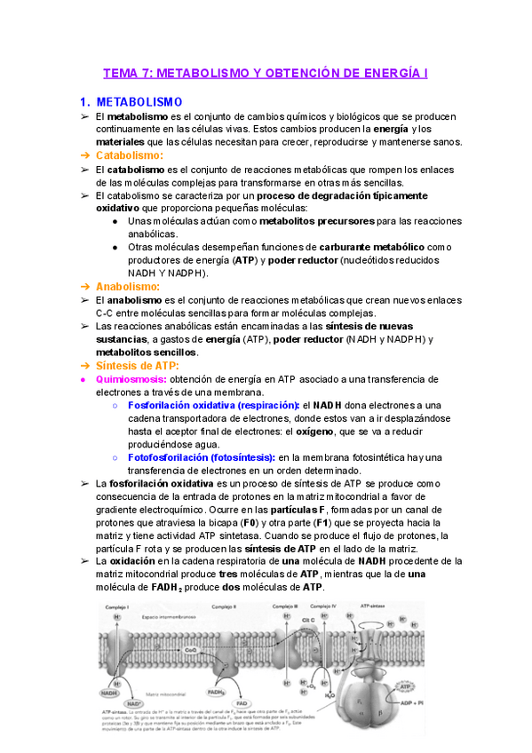 Miniatura del documento Tema-7-Metabolismo-y-obtencion-de-energia-I.pdf