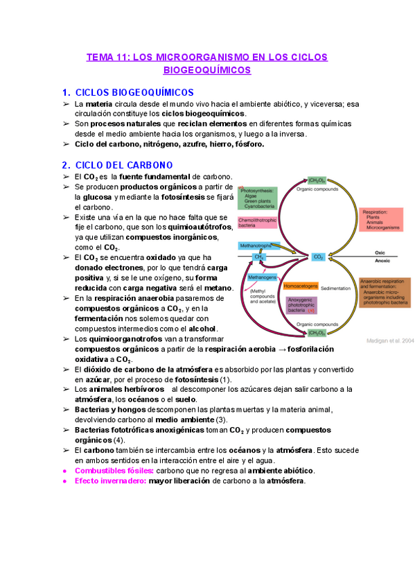 Miniatura del documento Tema-11-Los-microorganismos-en-ciclos-biogeoquimicos.pdf