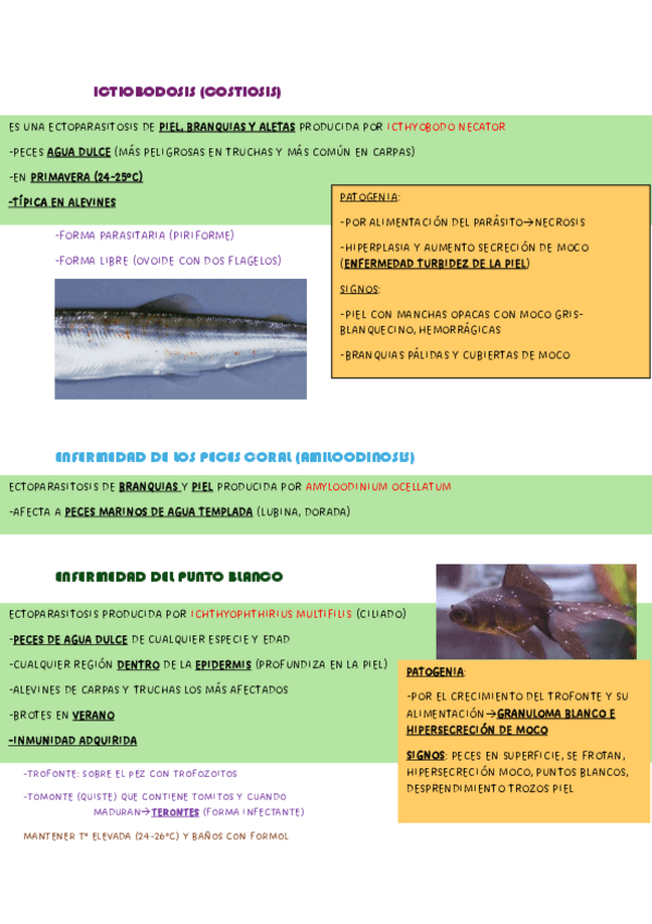 Miniatura del documento RESUMEN-PECES.pdf