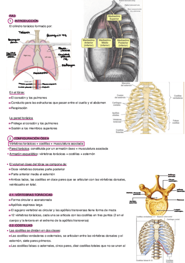 Miniatura del documento Cavidad-Toracica-2.pdf