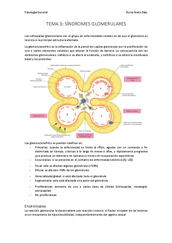 Miniatura del documento TEMA 3 - Síndromes glomerulares.pdf