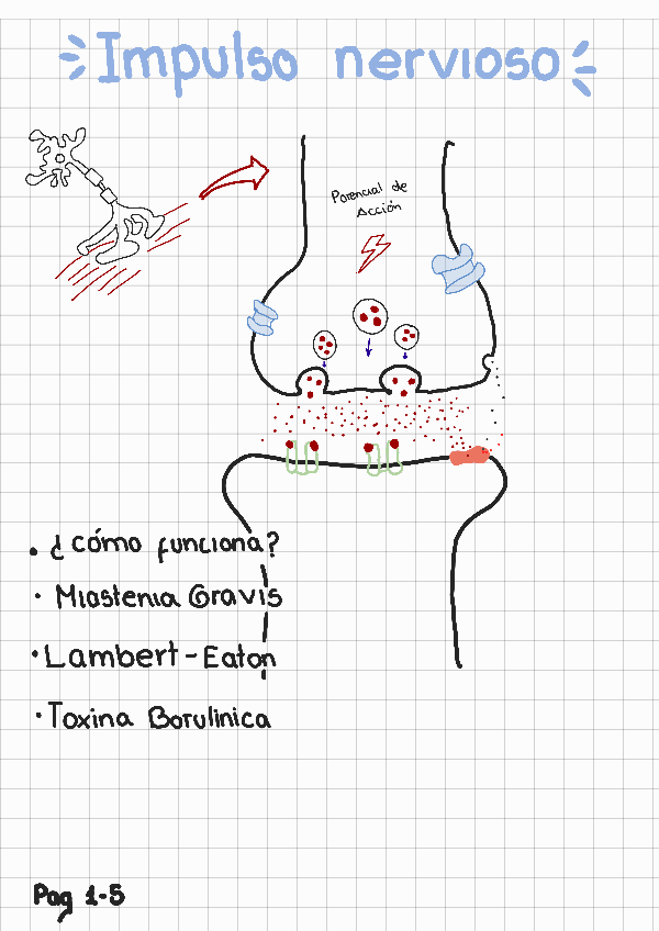 Miniatura del documento Impulso-nervioso.pdf