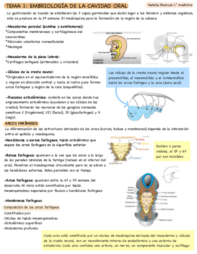 Miniatura del documento Tema-1-digestivo.pdf