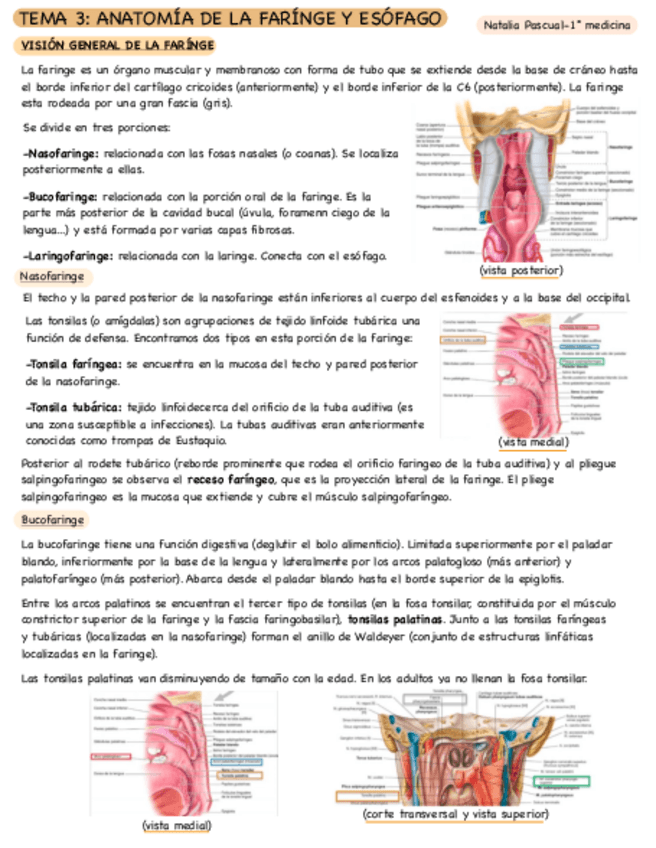 Miniatura del documento Tema-3-digestivo.pdf