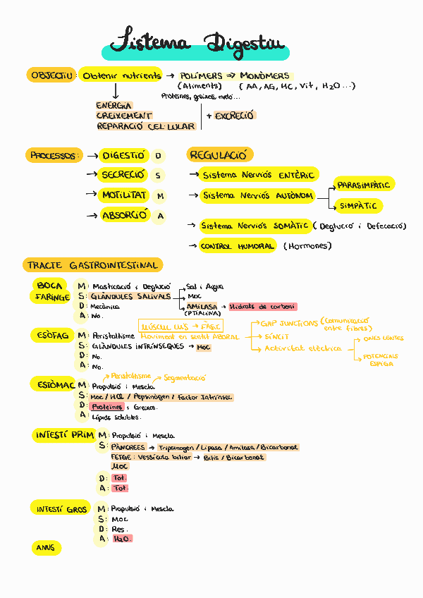 Miniatura del documento Digestiu-resum.pdf