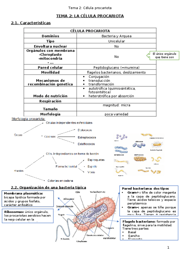 Miniatura del documento T2CelulaProcariota.docx
