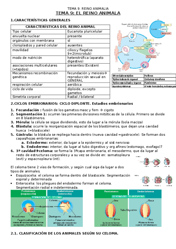 Miniatura del documento T9ReinoAnimalia.docx