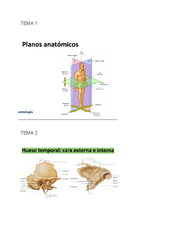 Miniatura del documento ANATOMIA-PRACTICO-1.pdf