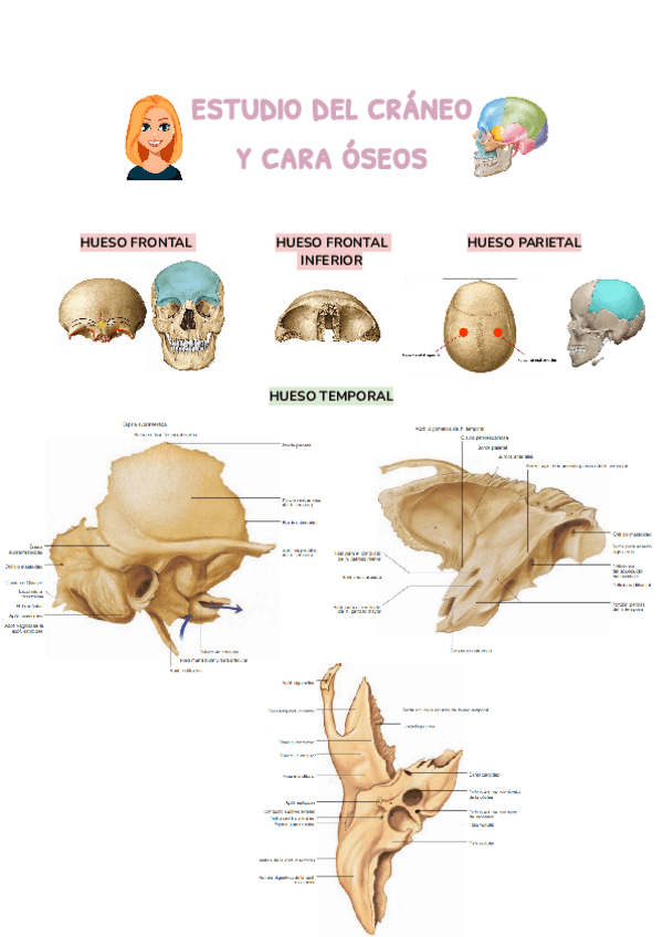 Miniatura del documento TEMA-2.docx.pdf