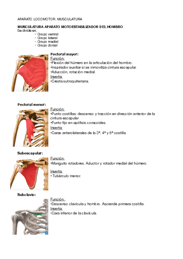 Miniatura del documento MUSCULATURA.ANATOMIA2024.pdf