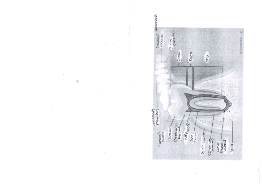 Miniatura del documento PARTES-DEL-DIENTE.pdf