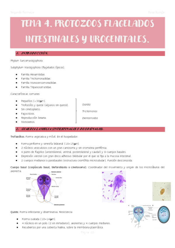 Miniatura del documento Tema-4.-Protozoos-flagelados-intestinales-y-urogenitales.pdf
