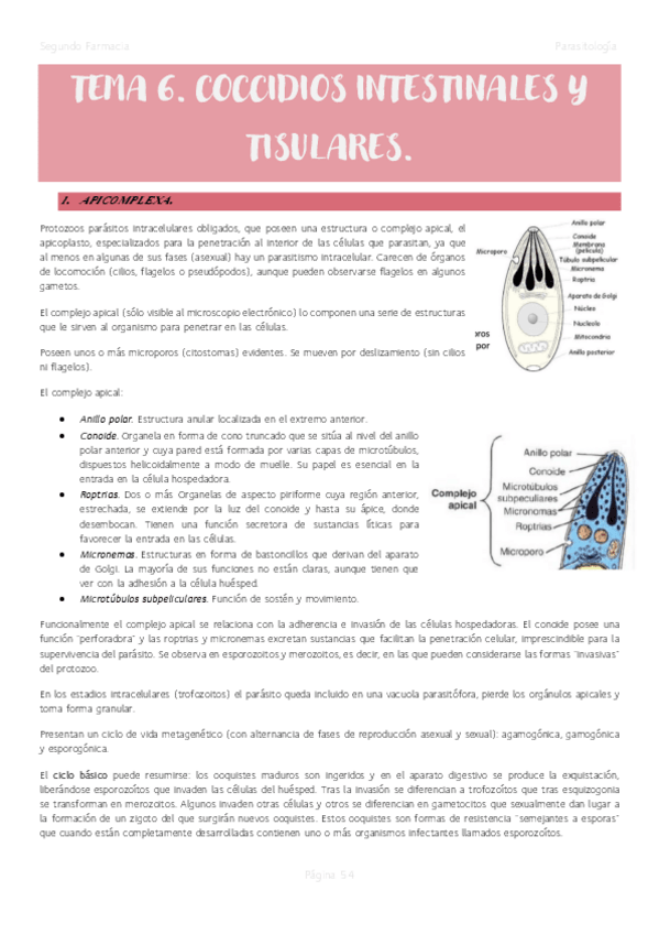 Miniatura del documento Tema-6.-Coccidios-intestinales-y-tisulares..pdf