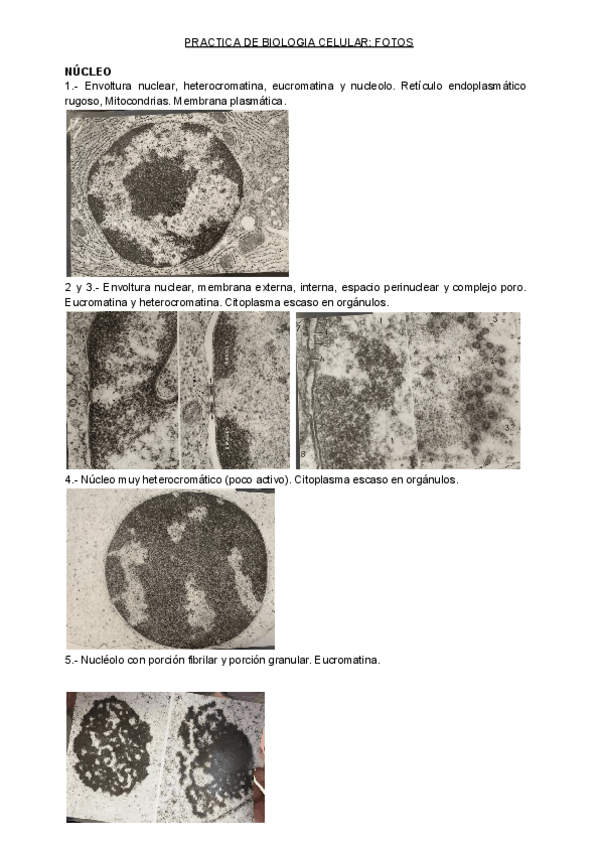 Miniatura del documento PRIMERA-PARTE-FOTOS-PRACTICAS-BIOLOGIA-CELULAR.pdf