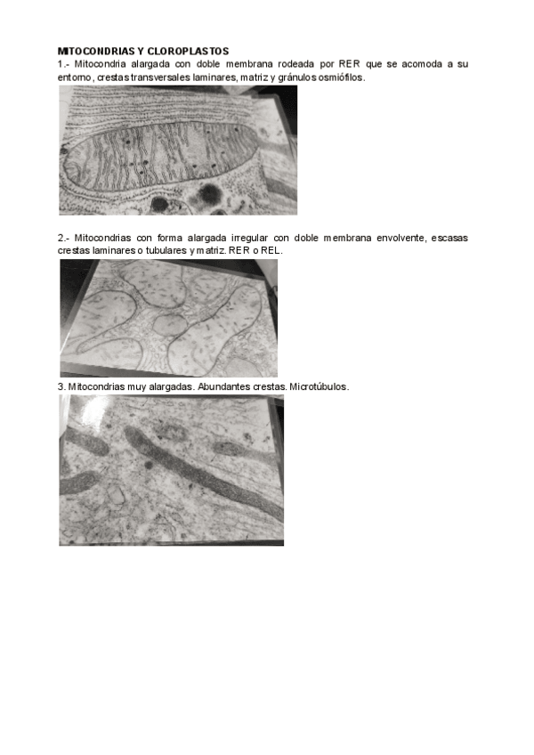 Miniatura del documento SEGUNDA-PARTE-FOTOS-PRACTICAS-BIOLOGIA-CELULAR.pdf