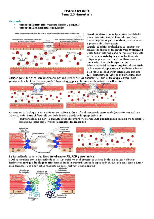 Miniatura del documento FISIOPATO-T2.3-enfsandra.pdf