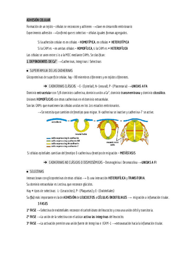 Miniatura del documento BIOCEL-DE-ADHESIONES-PARA-DELANTE.pdf