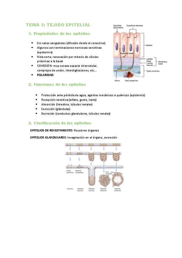 Miniatura del documento TEMA-3.pdf