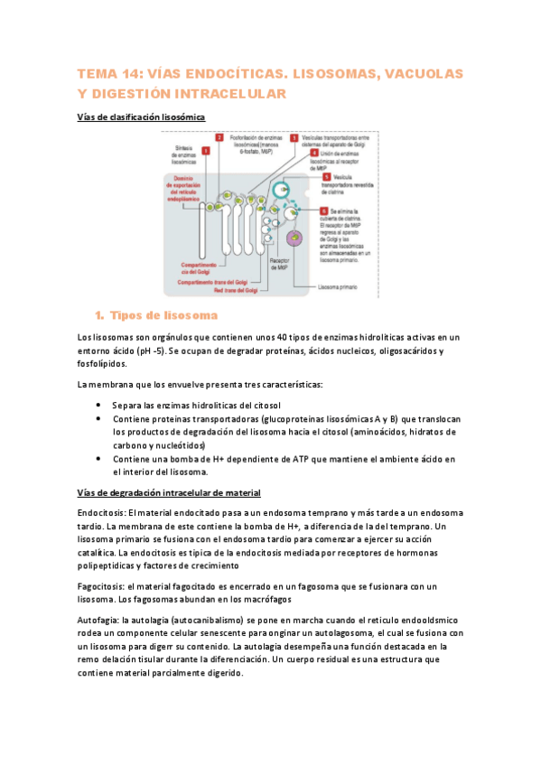 Miniatura del documento TEMA-14.pdf