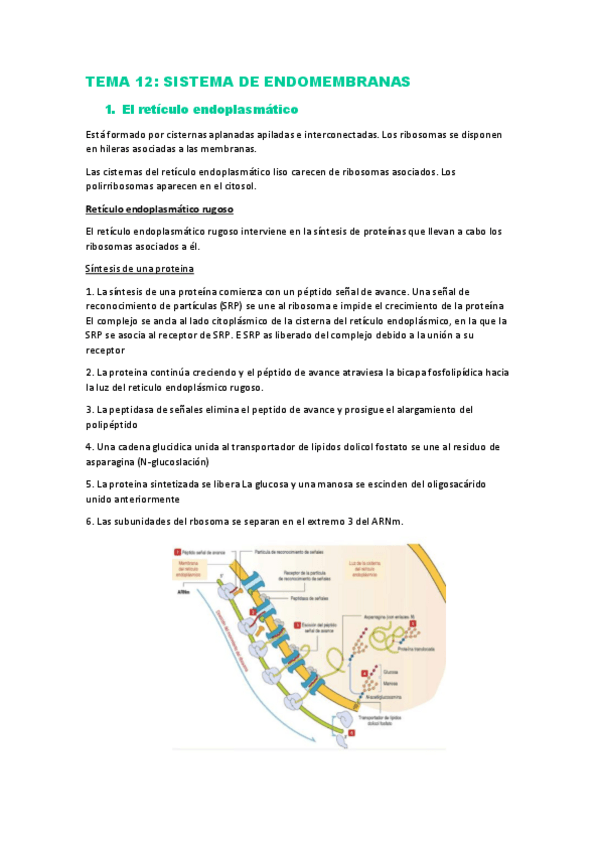 Miniatura del documento TEMA-12.pdf