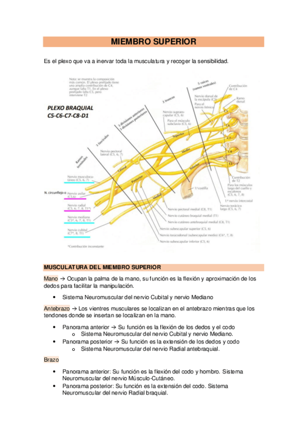 Miniatura del documento 5-Musculatura.pdf