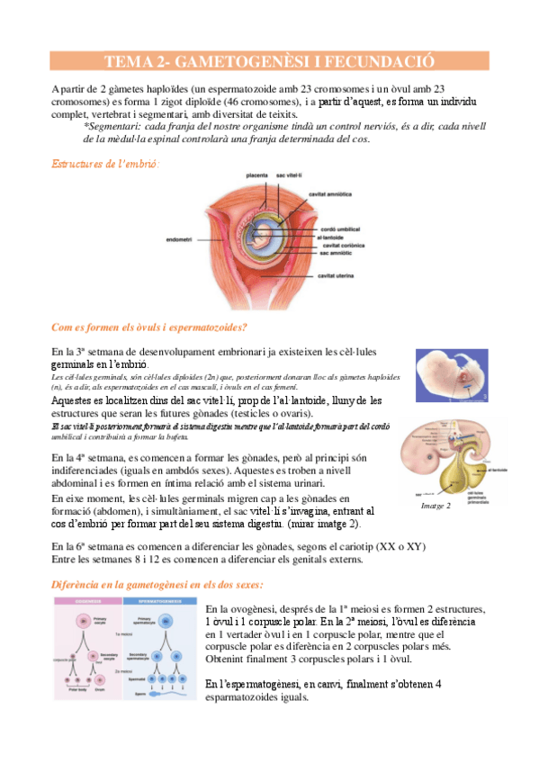 Miniatura del documento Resum anatomia - embriologia (temes 2, 3, 4).pdf