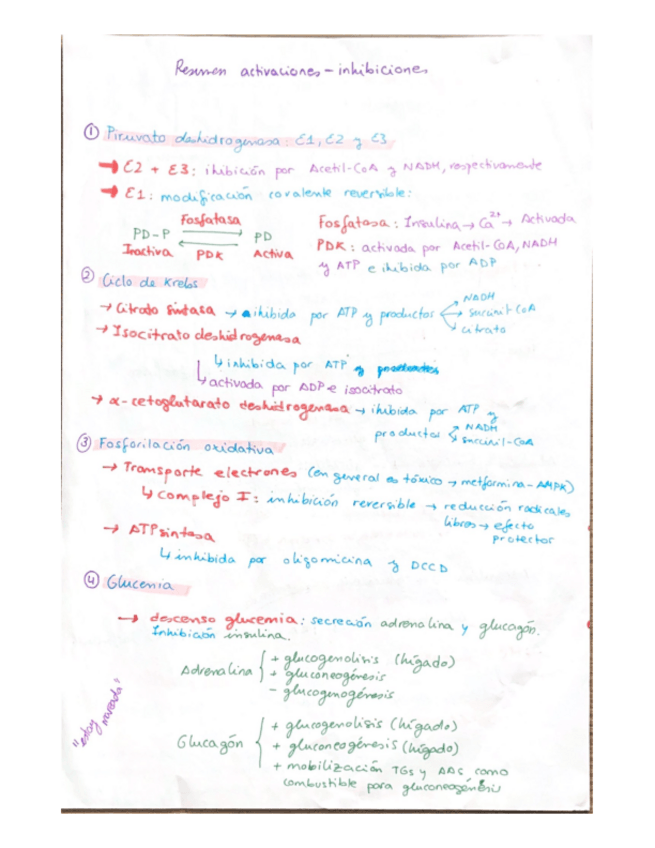 Miniatura del documento resum-regulacio-vies-metaboliques.pdf